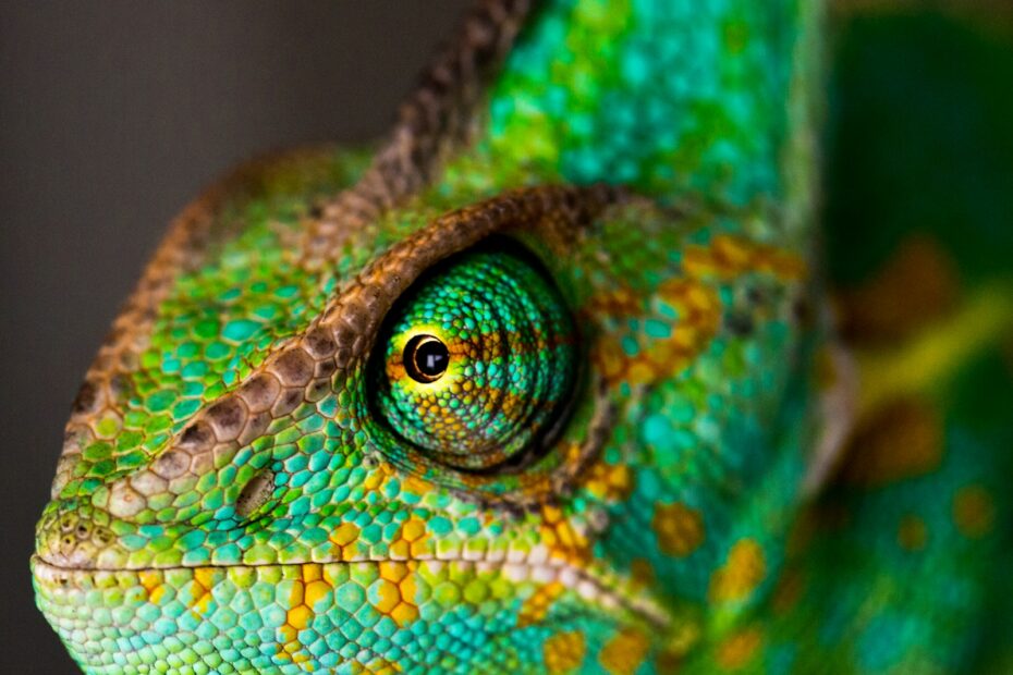 Are chameleons poisonous?