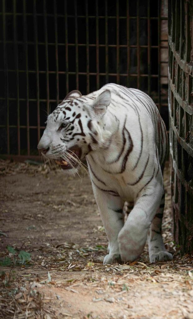 animal, tiger, mammal, white tiger, species, nature, fauna, wildlife