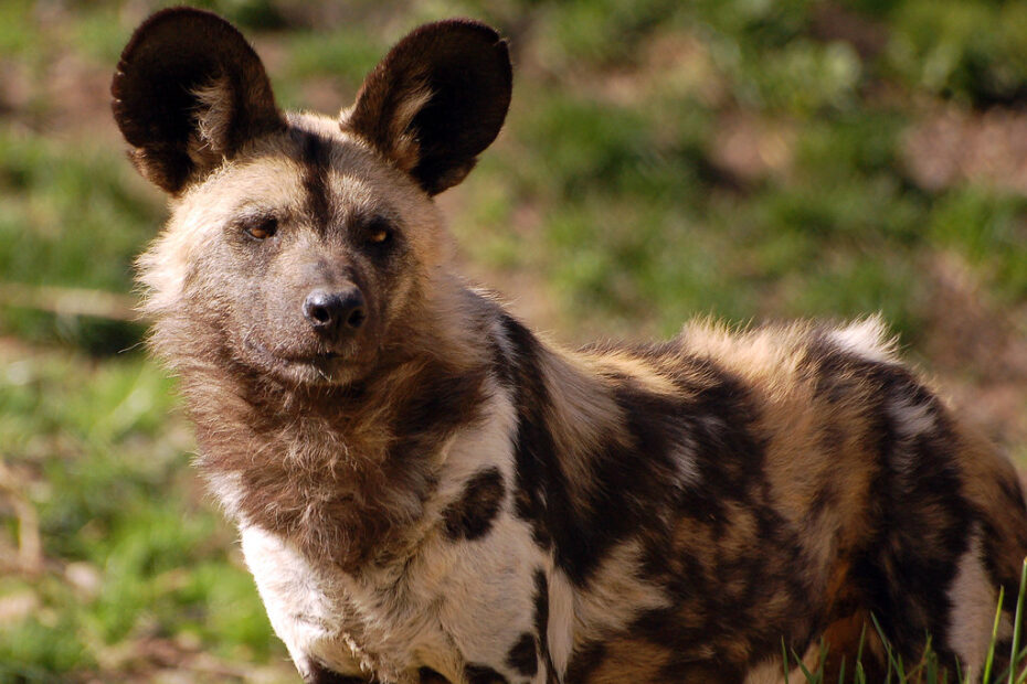 the African Wild Dog