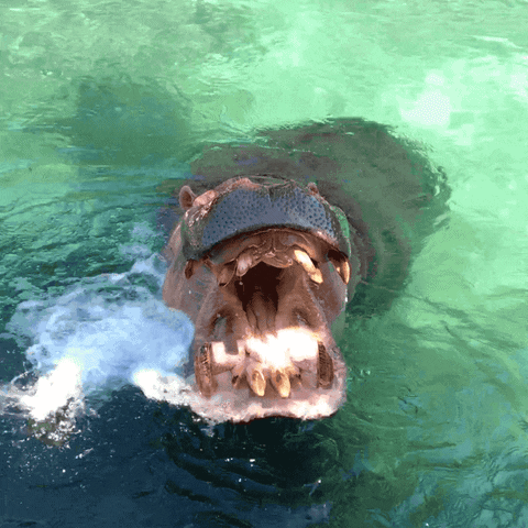 dangerous hippo